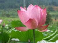 玉华洞的荷花池，非常不错