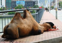 少见，牵头大骆驼乞讨，，，，，！