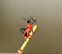 红小猎椿象(若虫)！！