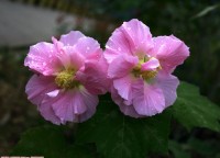 出水芙蓉！