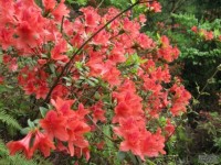 杜鹃花开红艳艳