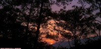 松--夕阳