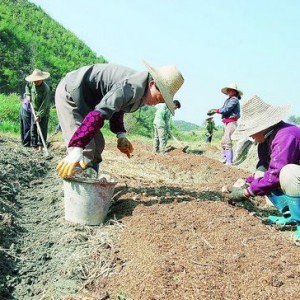 将乐县余坊乡瓜溪村：颗粒归仓菌上畦
