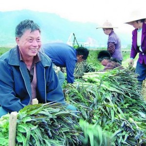 将乐5000亩蔬菜保供应促增收