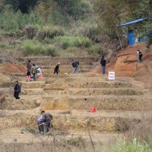 我县正式展开擂茶具窑址群第二阶段考古调查发掘工作