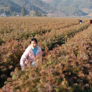 将乐：2010年农民人均纯收入6727元，比增8.34%