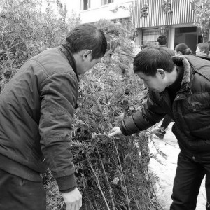 将乐：苗木走俏“备耕圩”