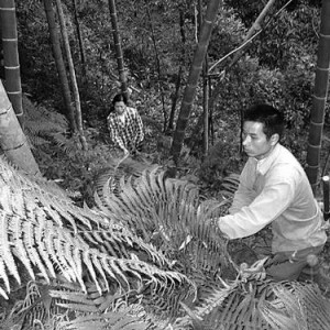 将乐科技兴竹“击重拳”