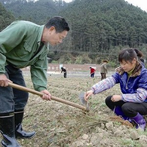 将乐完成山苍子套种金银花4000亩