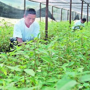将乐生态科技项目完成投资2.7亿多元