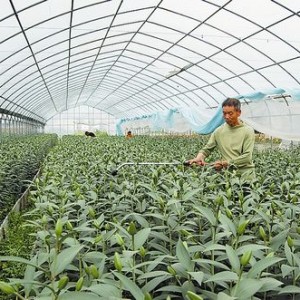 将乐“幸福工程”催生百余种植大户