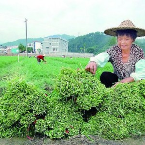 将乐南口乡千亩蔬菜基地，日供超市万斤菜