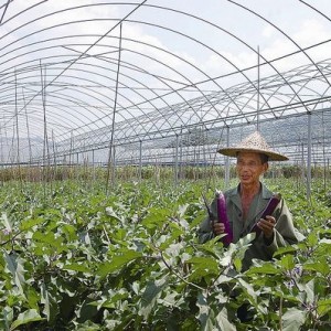 将乐：设施农业助农增收